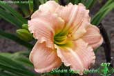 Siloam Rose Queen
