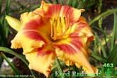 Eyed Radiance