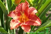 Ruffled Buds