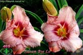 Siloam Bye Lo