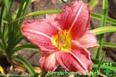 Strawberry Swirl