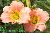 Elegant Candy