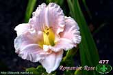 Romantic Rose
