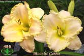 Moonlit Caress