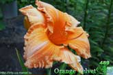  Orange Velvet