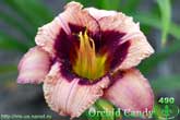 Orchid Candy