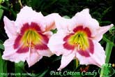 Pink Cotton Candy