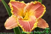 Rushing Delight