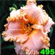 Sc. Heavenly Frills