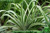  Hemerocallis variegata