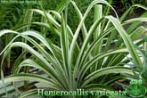 Hemerocallis variegata