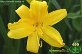  Hemerocallis  L. 