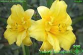 Yellow Bouquet
