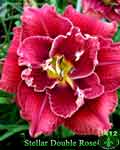 Stelar Double Rose