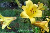 Лилия African Queen