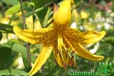 Лилия Citronella