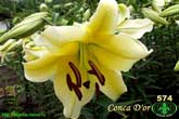 Лилия Conca D'or