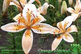 Лилия Orange Electric