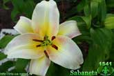 Лилия Sabaneta