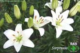 Лилия Sorpressa