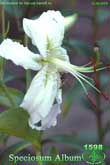 Лилия Speciosum Album