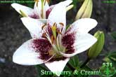 Лилия Strawberry & Cream