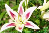 Лилия Sunny Crown
