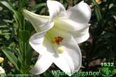 Лилия White Elegance