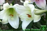 Лилия White Heaven