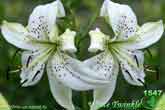 Лилия White Twinkle