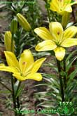 Лилия Yellow Cocote