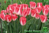 Tander Beauty
