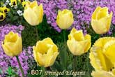 Fringed Elegans