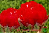 Red Double Hudoshnic