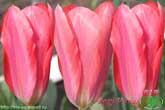 Rosy Wings