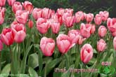 Pink Empression