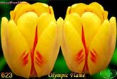 Olympic Flame