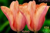 Mylady