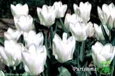 Purissima