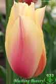 Blushing Beauty
