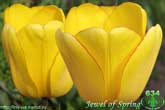 Jewel of Spring