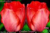 Gordon Cooper
