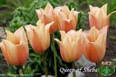 Queen of Sheba
