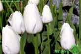 Maureen