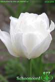 Schoonoord