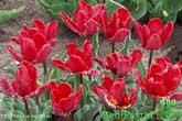 Red Parrot