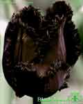 Black Jewel