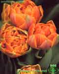 Orange Princess