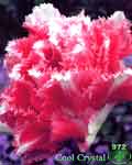 Cool Crystal