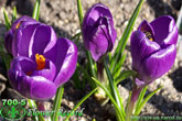 Flower Record